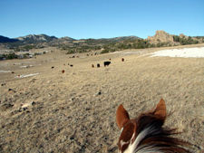 USA-Wyoming-Two Creek Ranch Cattle Drive